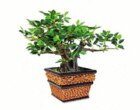 Plants